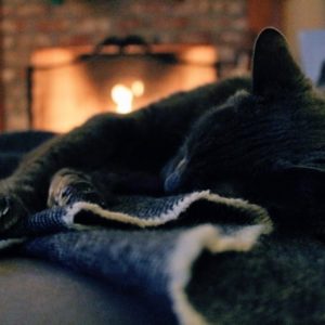 ネコが暖炉の前で寝ている